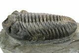 Prone Phacopid (Drotops) Trilobite - Mrakib, Morocco #363268-1